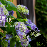 紫陽花寺　康徳寺