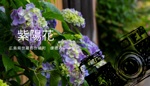 紫陽花寺　康徳寺