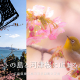 ハートの島と河津桜にとまるメジロ　大芝島