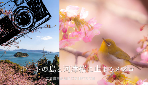 ハートの島と河津桜にとまるメジロ　大芝島